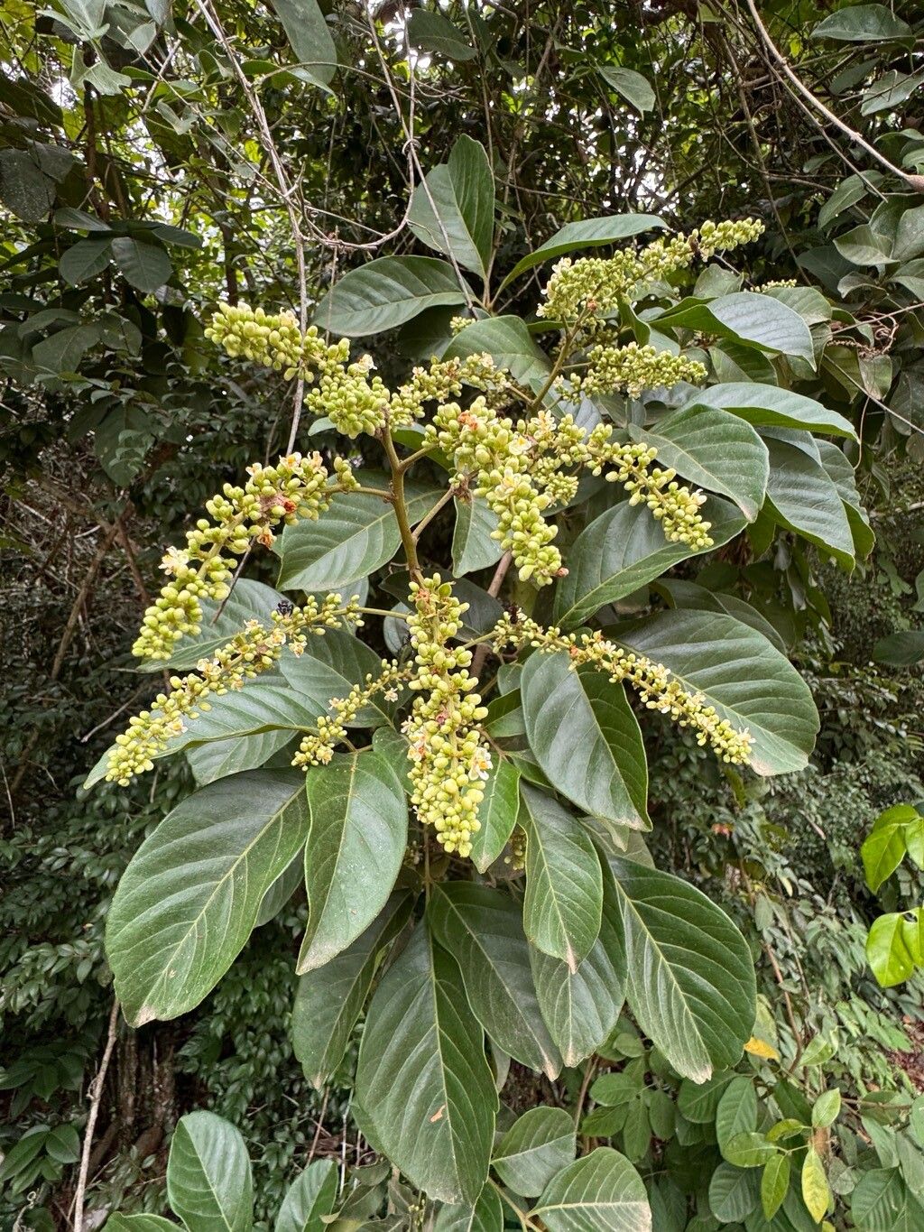 Paullinia revoluta habit