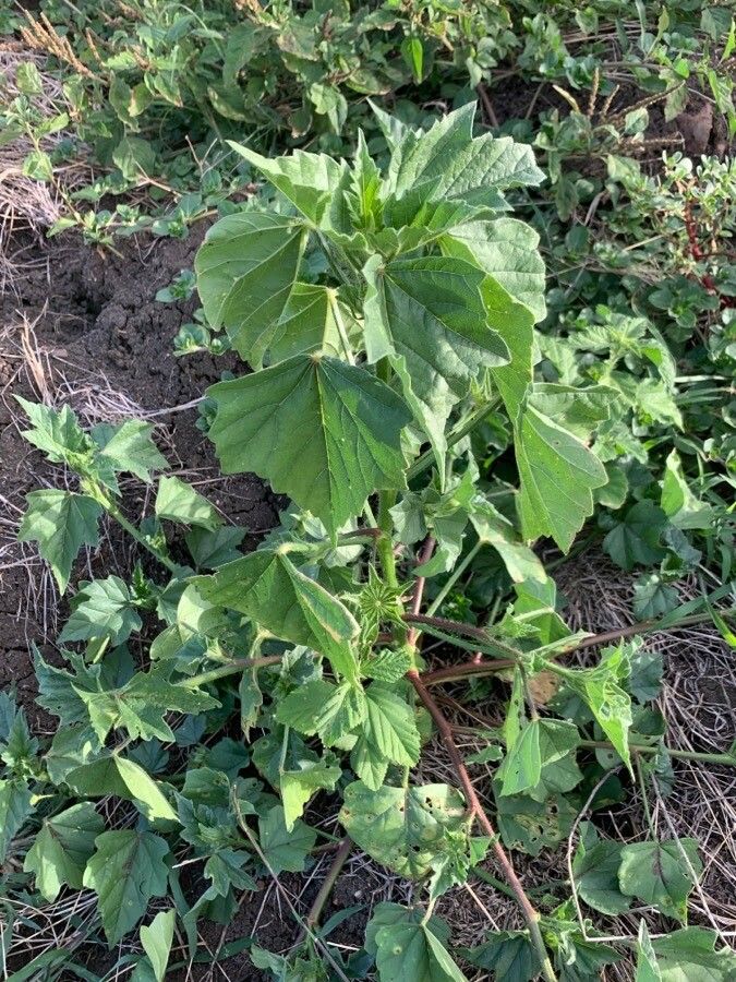 Anoda cristata habit