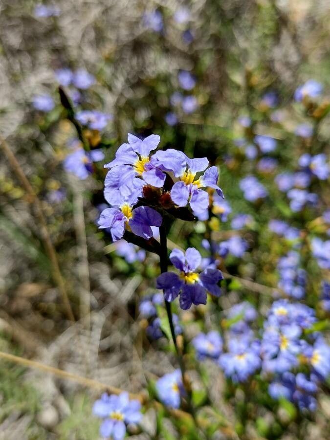 Dampiera stricta flower
