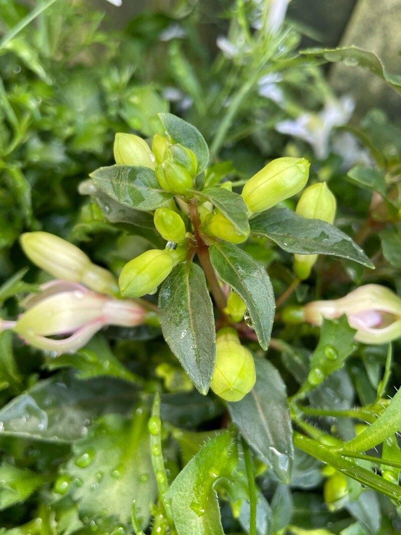 Fuchsia × standishii leaf