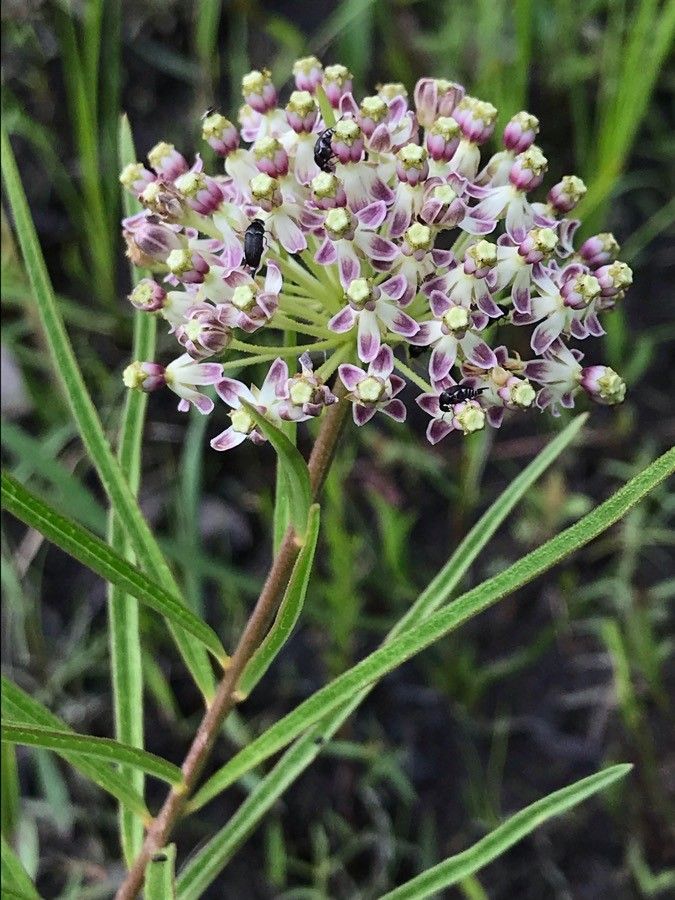 Asclepias longifolia flower