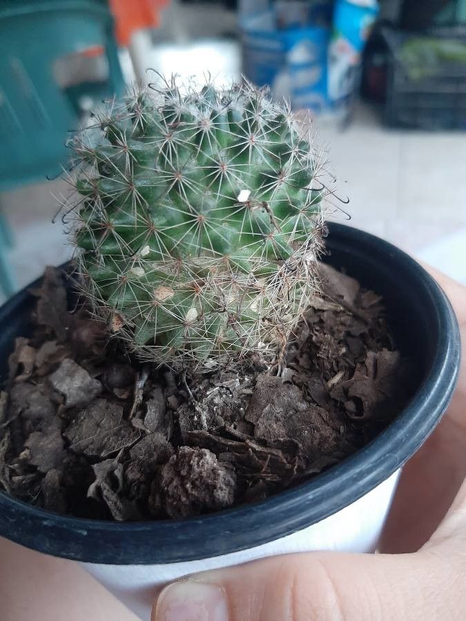 Mammillaria wrightii bark