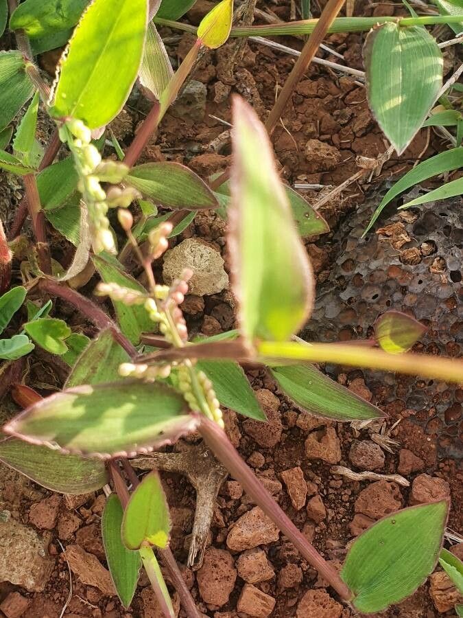 Urochloa semiundulata — houseplant care guide