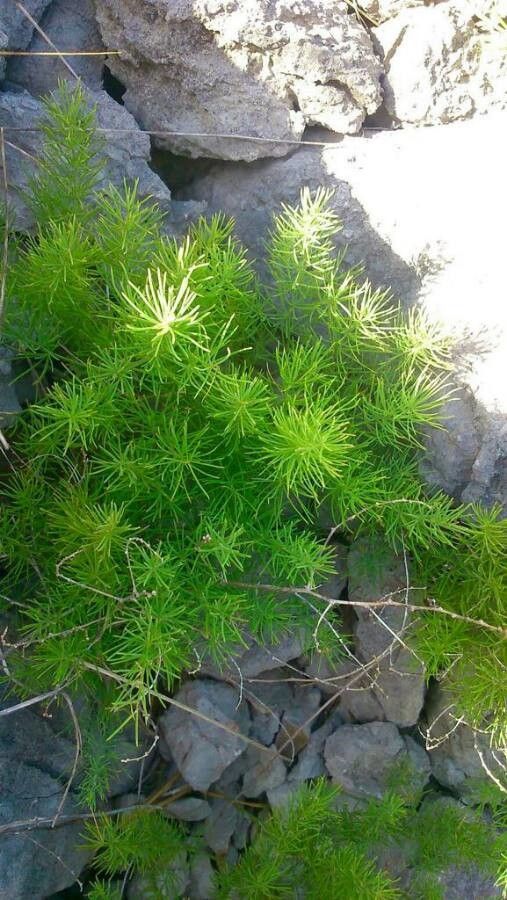 Asparagus tenuifolius