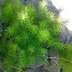 Asparagus tenuifolius