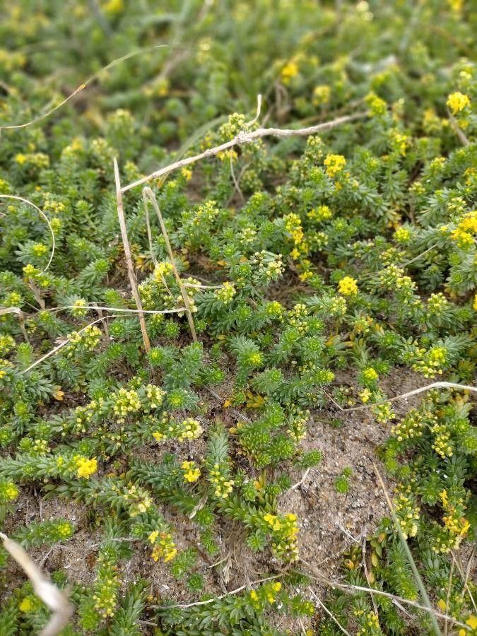 Galium arenarium flower