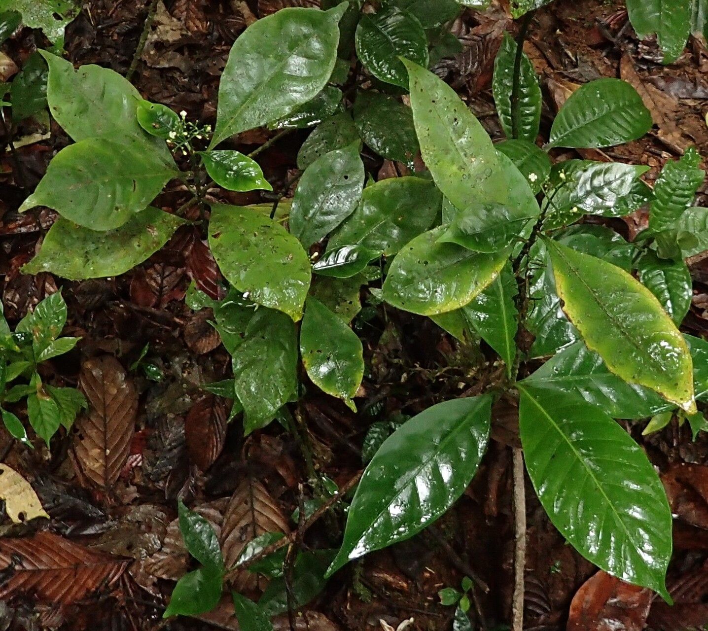 Psychotria champluvierae habit