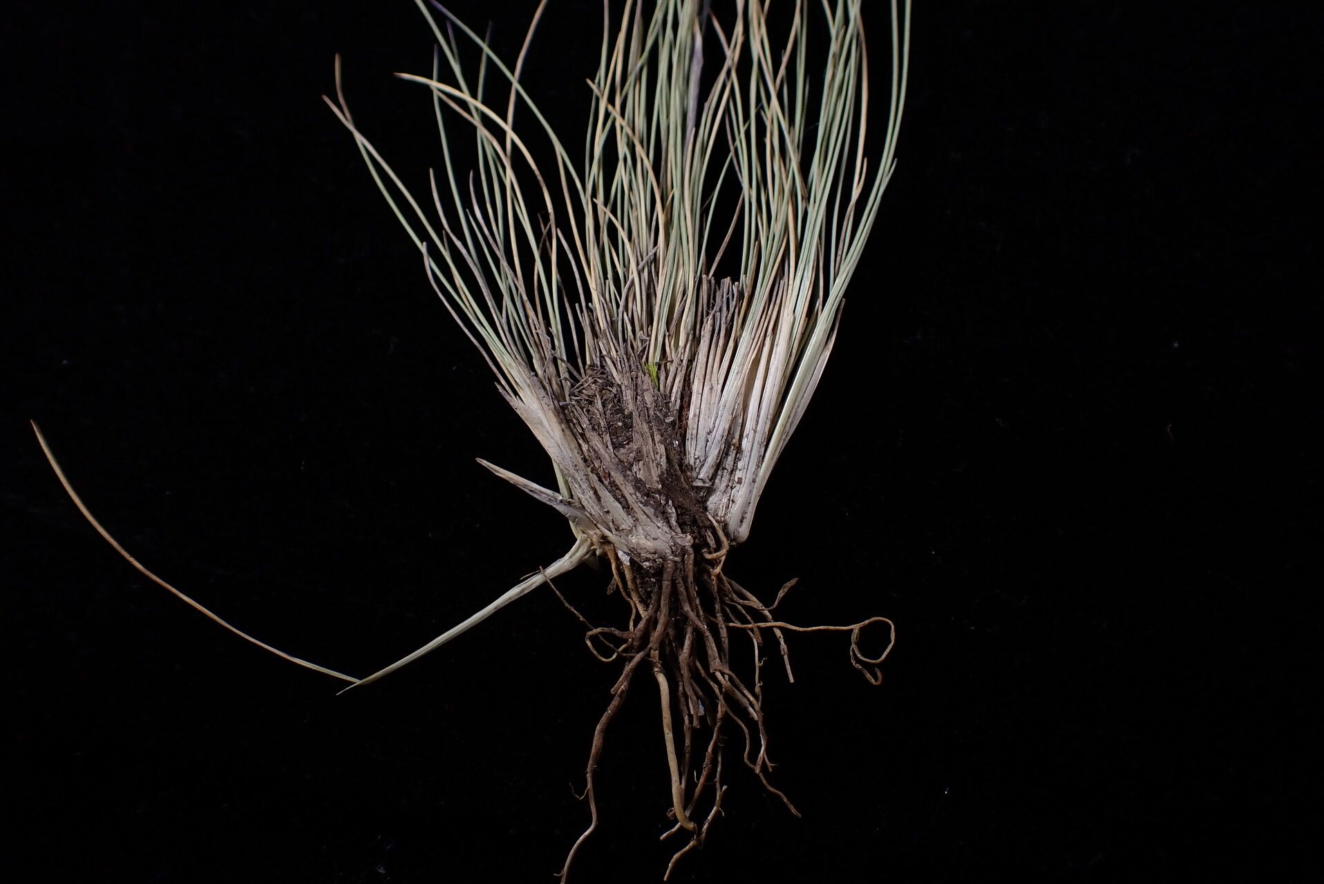 Ptilagrostis yadongensis habit