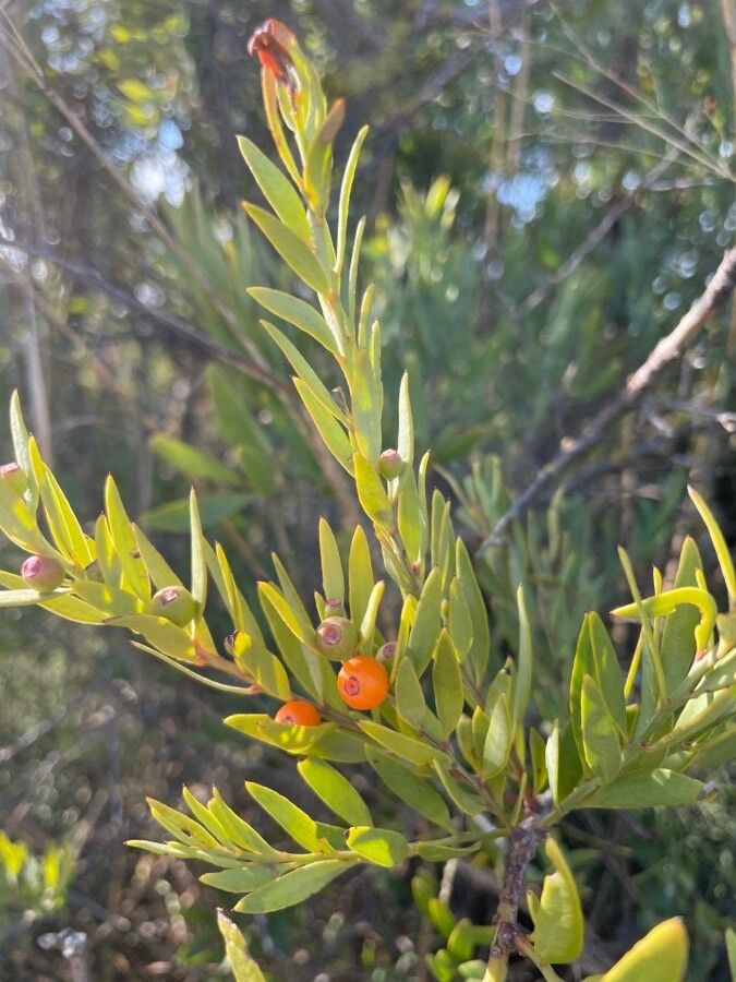 Osyris lanceolata — related species from the same genus