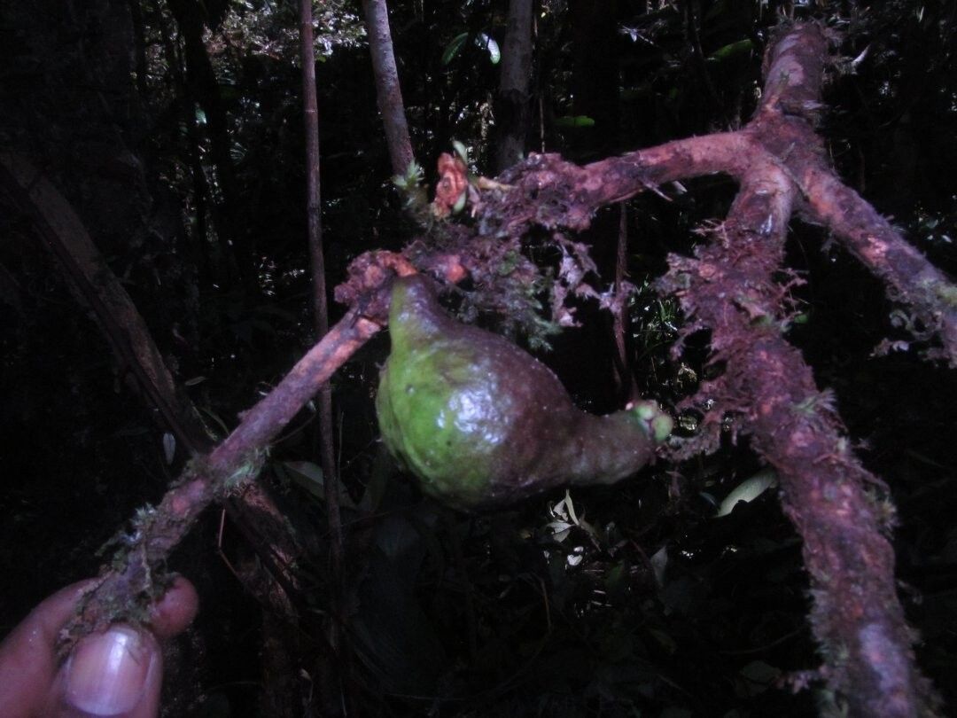 Eugenia antongilensis — houseplant care guide