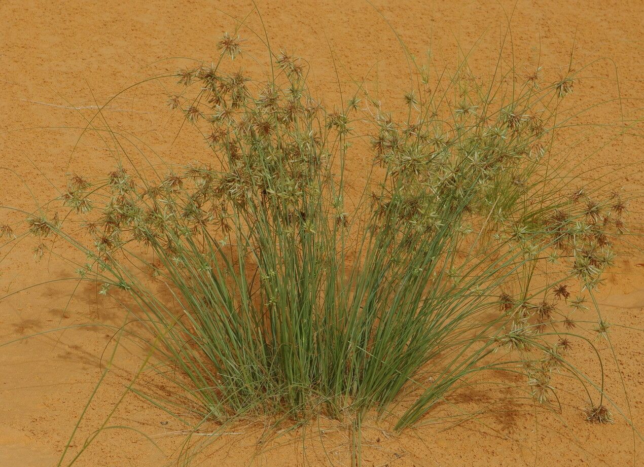 Cyperus conglomeratus leaf