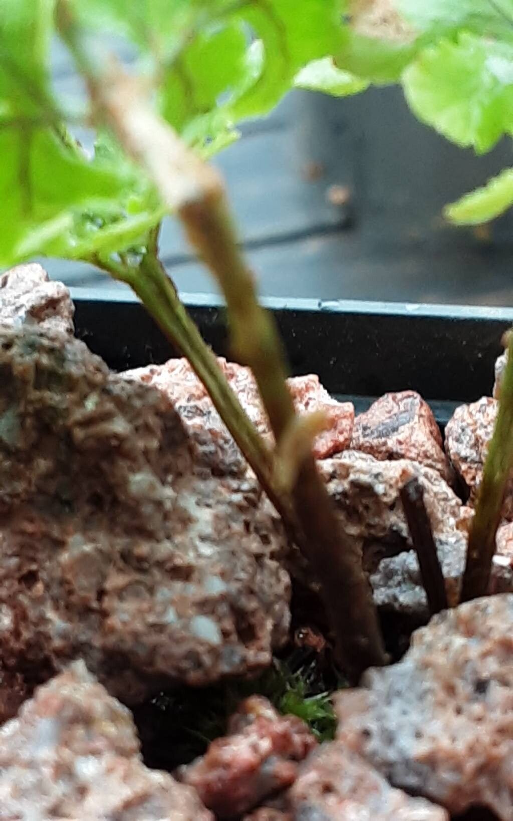 Dryopteris corleyi bark