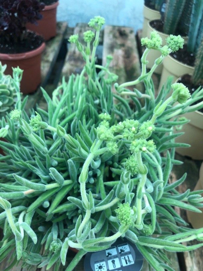 Crassula Mesembryanthemoides