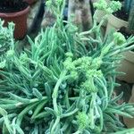 Crassula Mesembryanthemoides