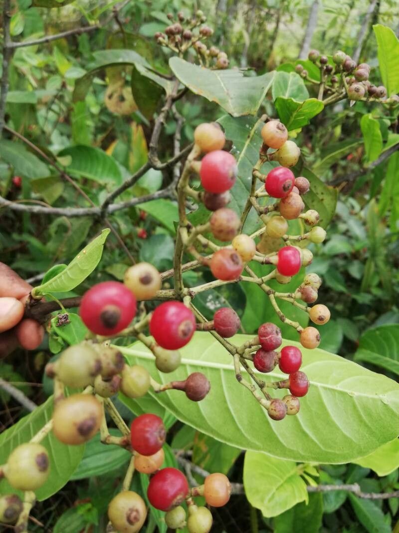 Psychotria venosa fruit