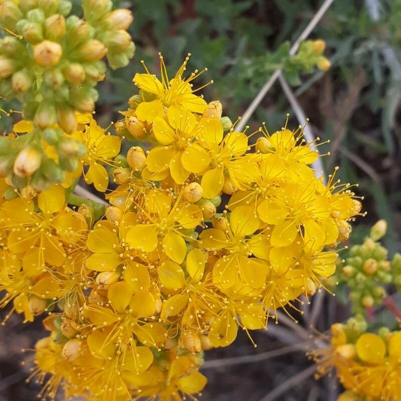 Hypericum scabrum flower