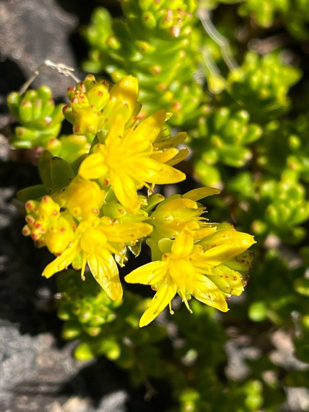 Sedum ruwenzoriense flower