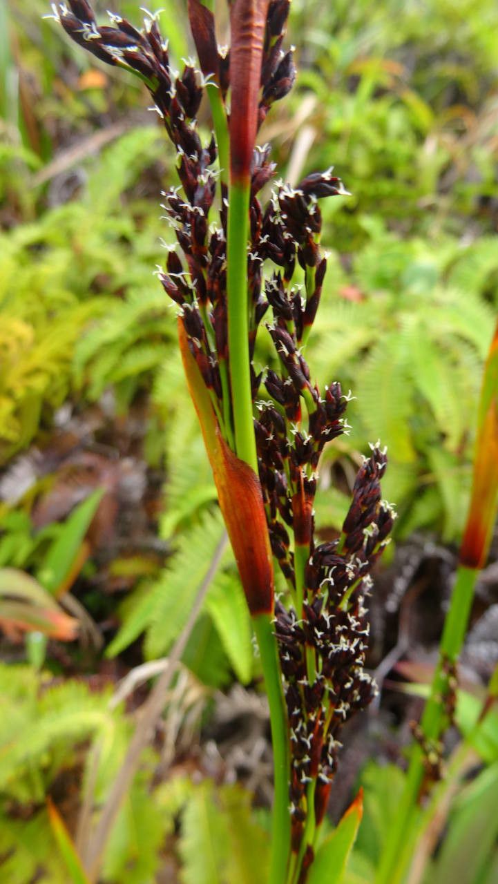 Machaerina restioides flower