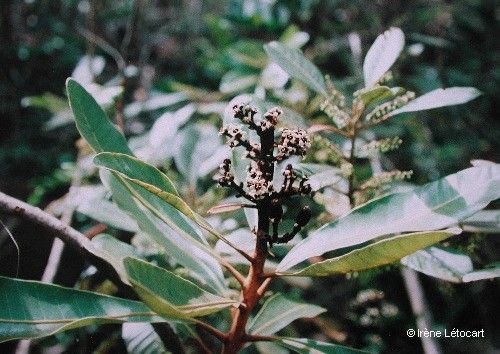 Semecarpus virotii habit