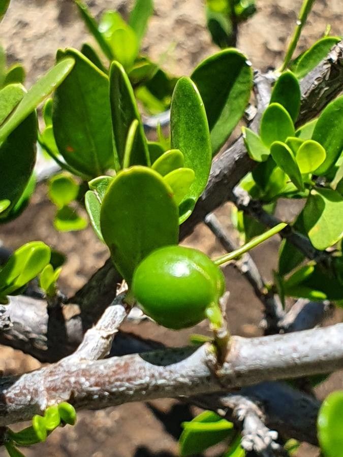 Pyrostria phyllanthoidea fruit