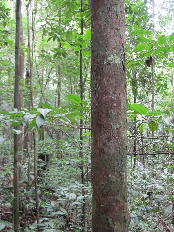 Pouteria melanopoda habit
