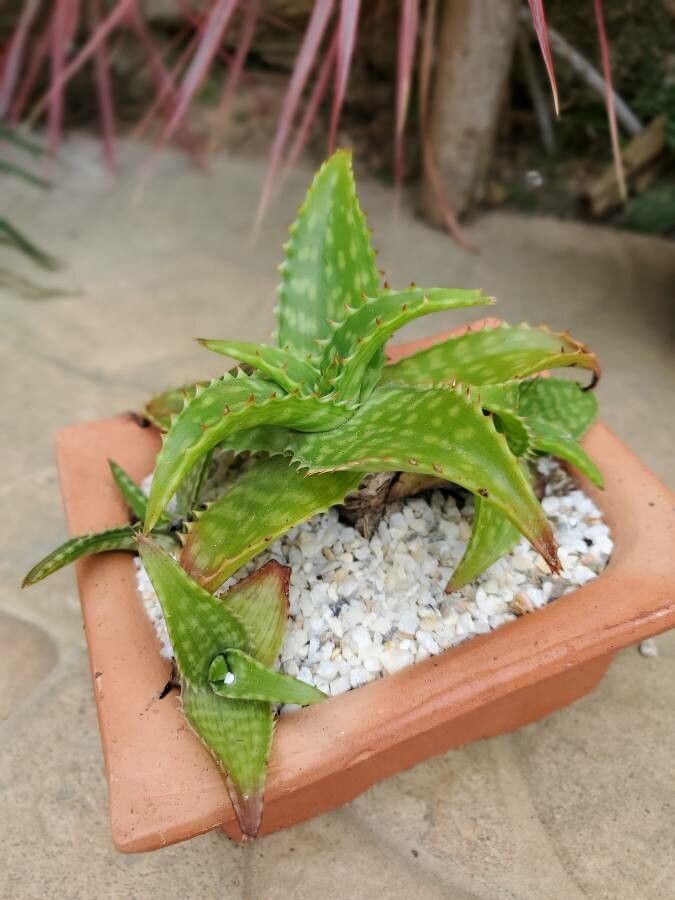 Aloe jucunda leaf