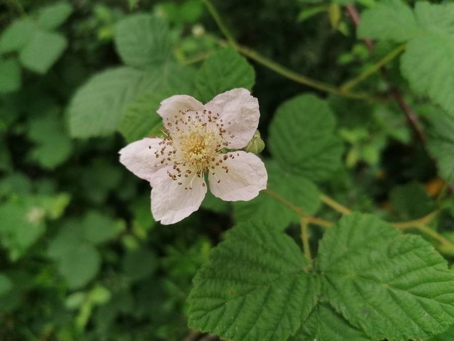 Rubus x uncinellus flower