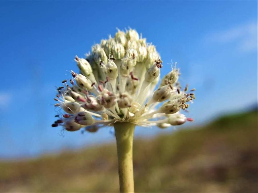 Allium guttatum flower