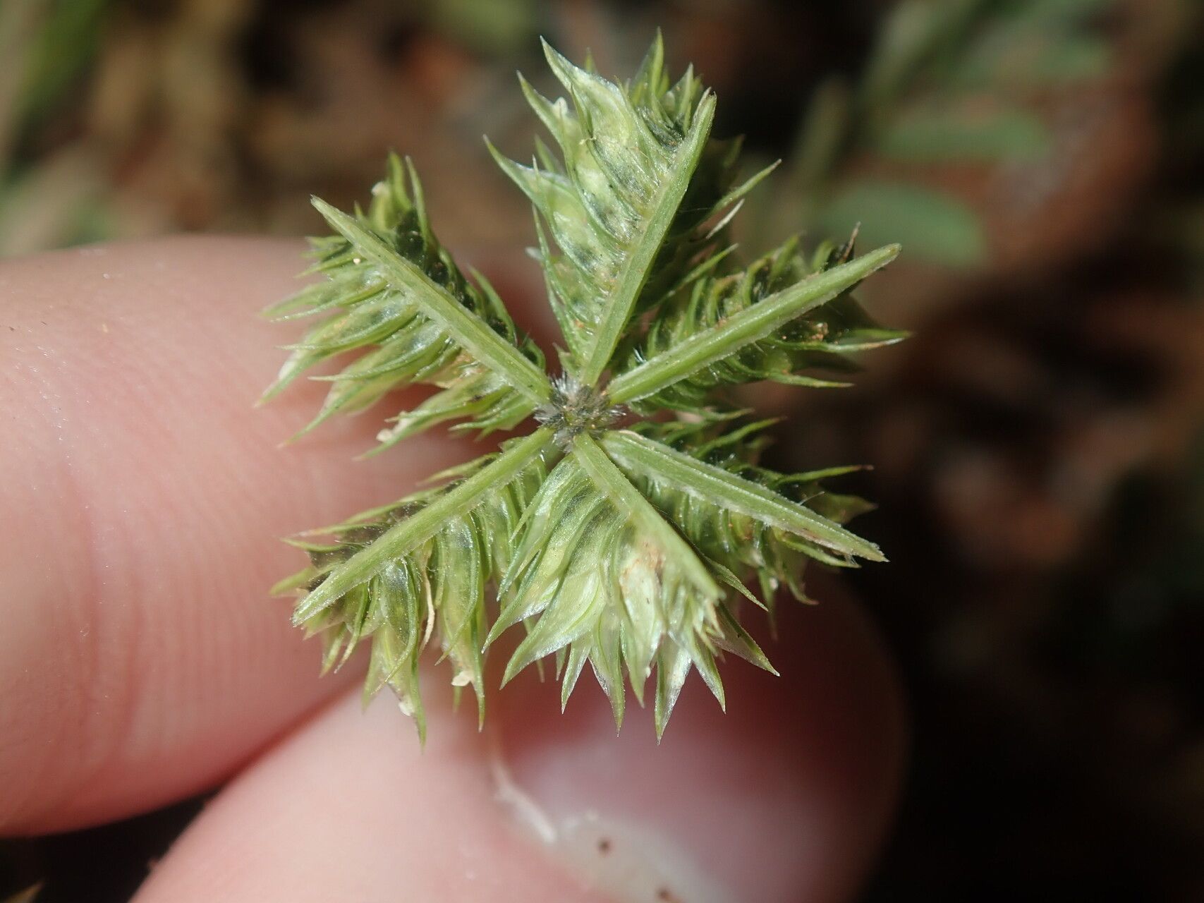 Dactyloctenium radulans leaf