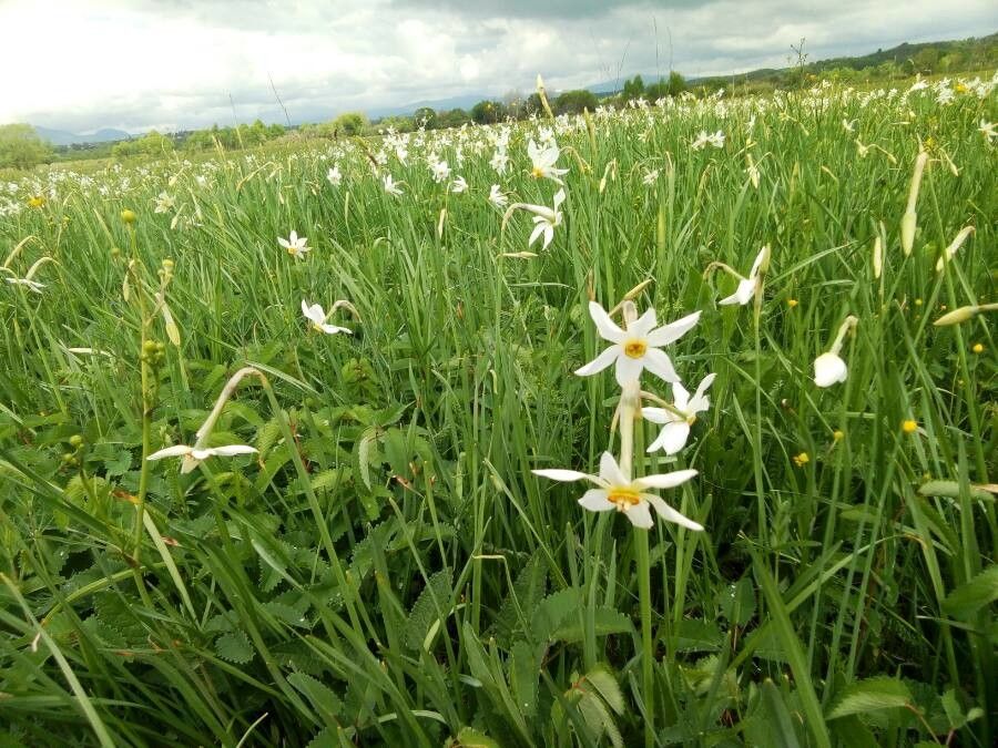 Narcissus angustifolius