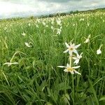 Narcissus angustifolius