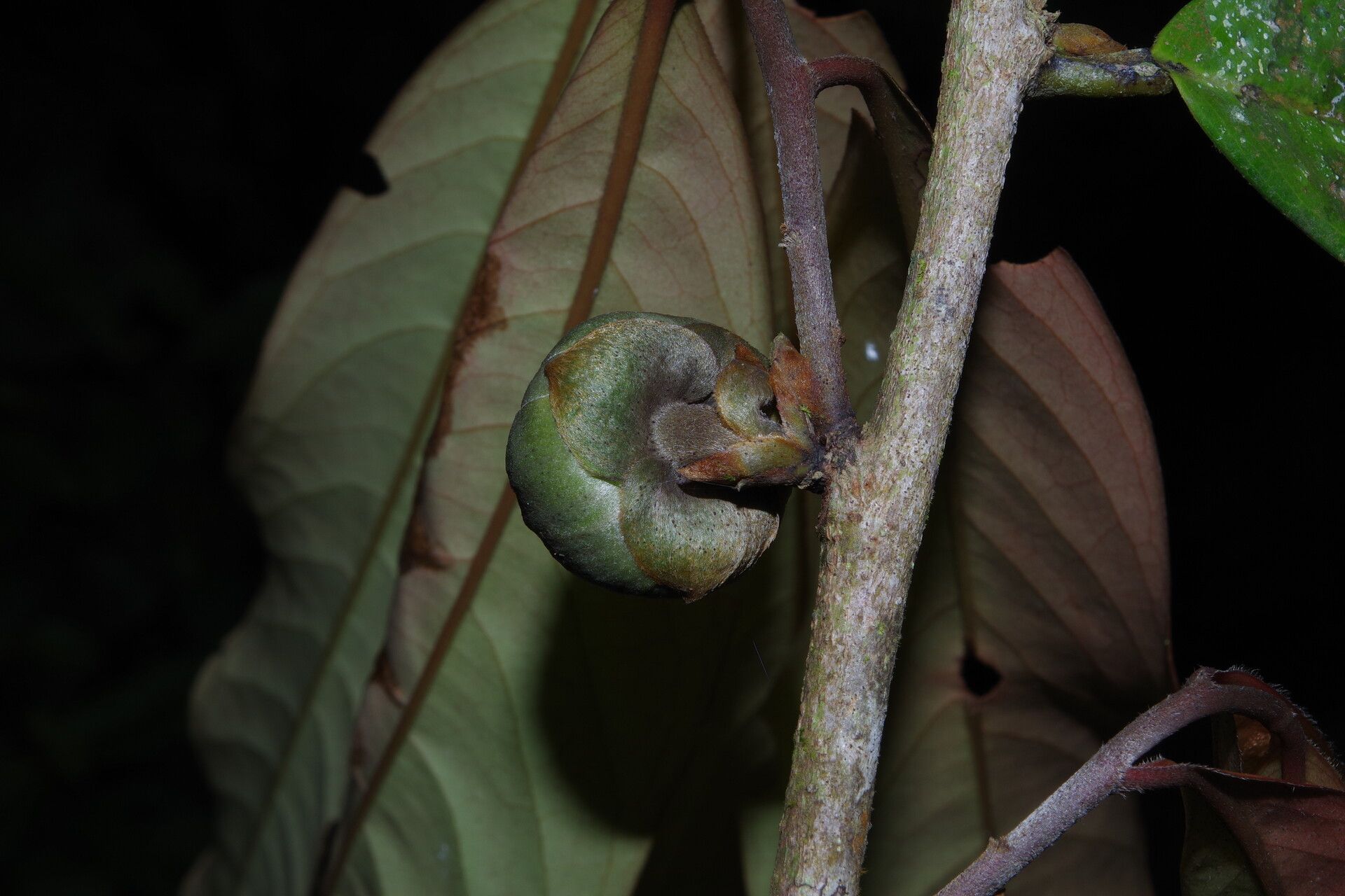 Uvariodendron molundense flower
