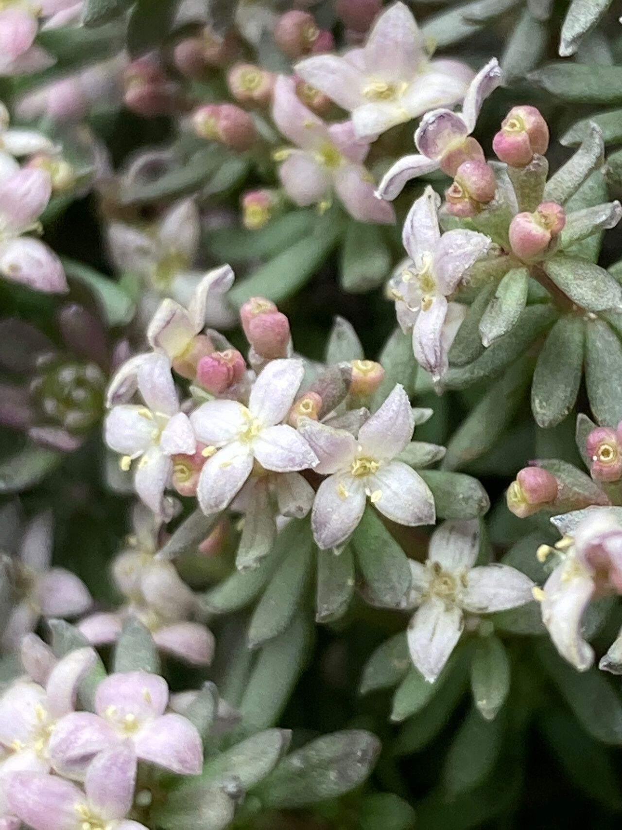 Galium cometerhizon flower