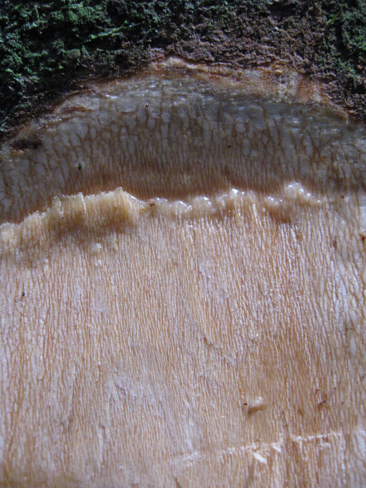 Garcinia mannii bark