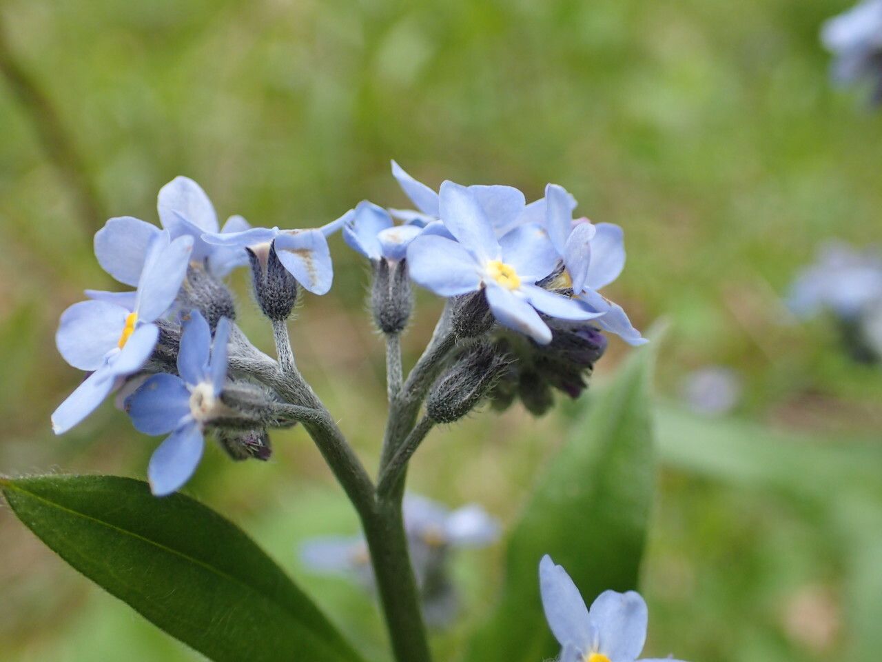 Myosotis decumbens flower