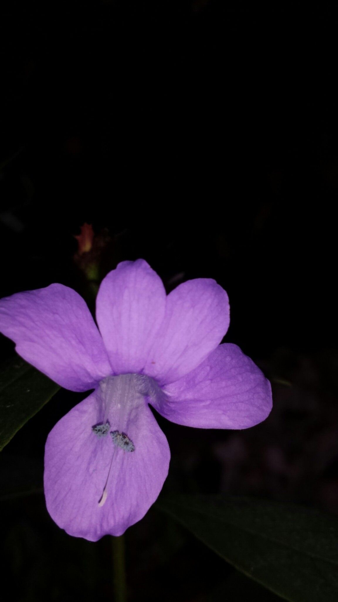 Barleria paucidentata flower