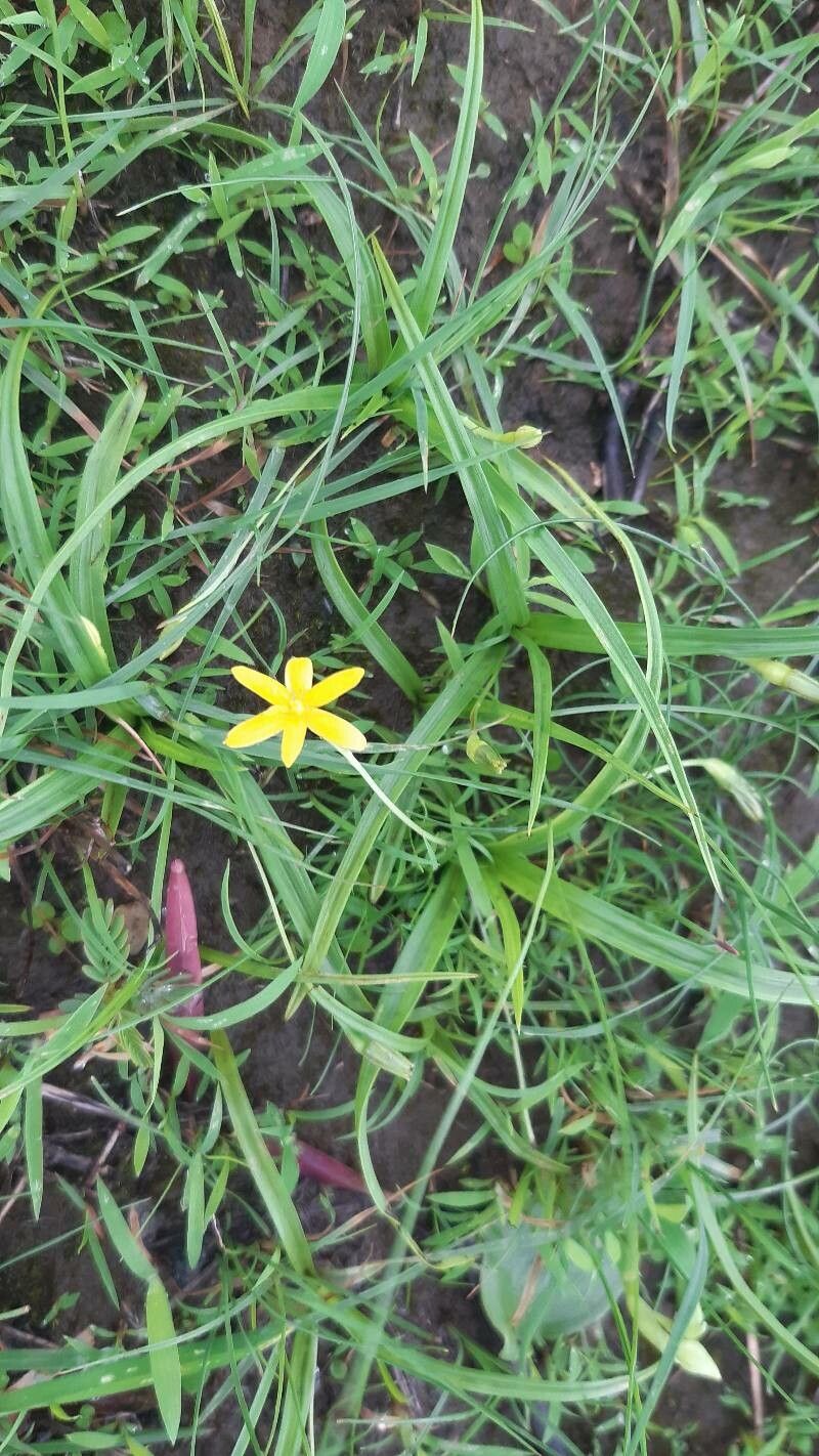 Hypoxis aurea — related species from the same genus