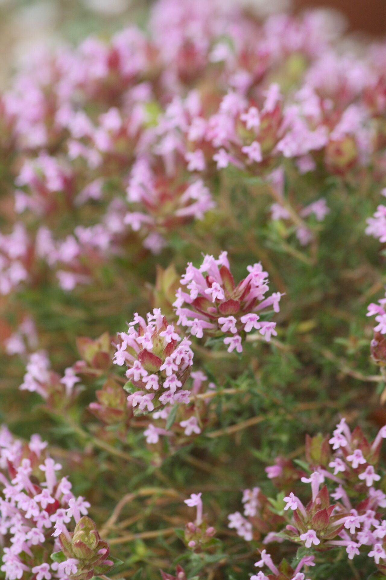 Thymus moroderi flower