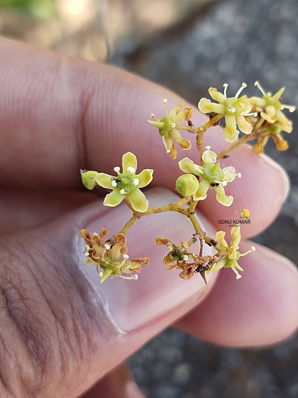 Elaeodendron glaucum — search result for 'Elaeodendron'