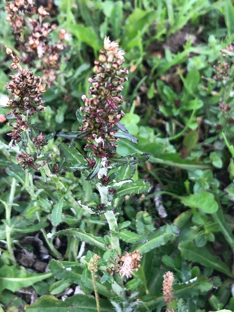 Gnaphalium americanum flower