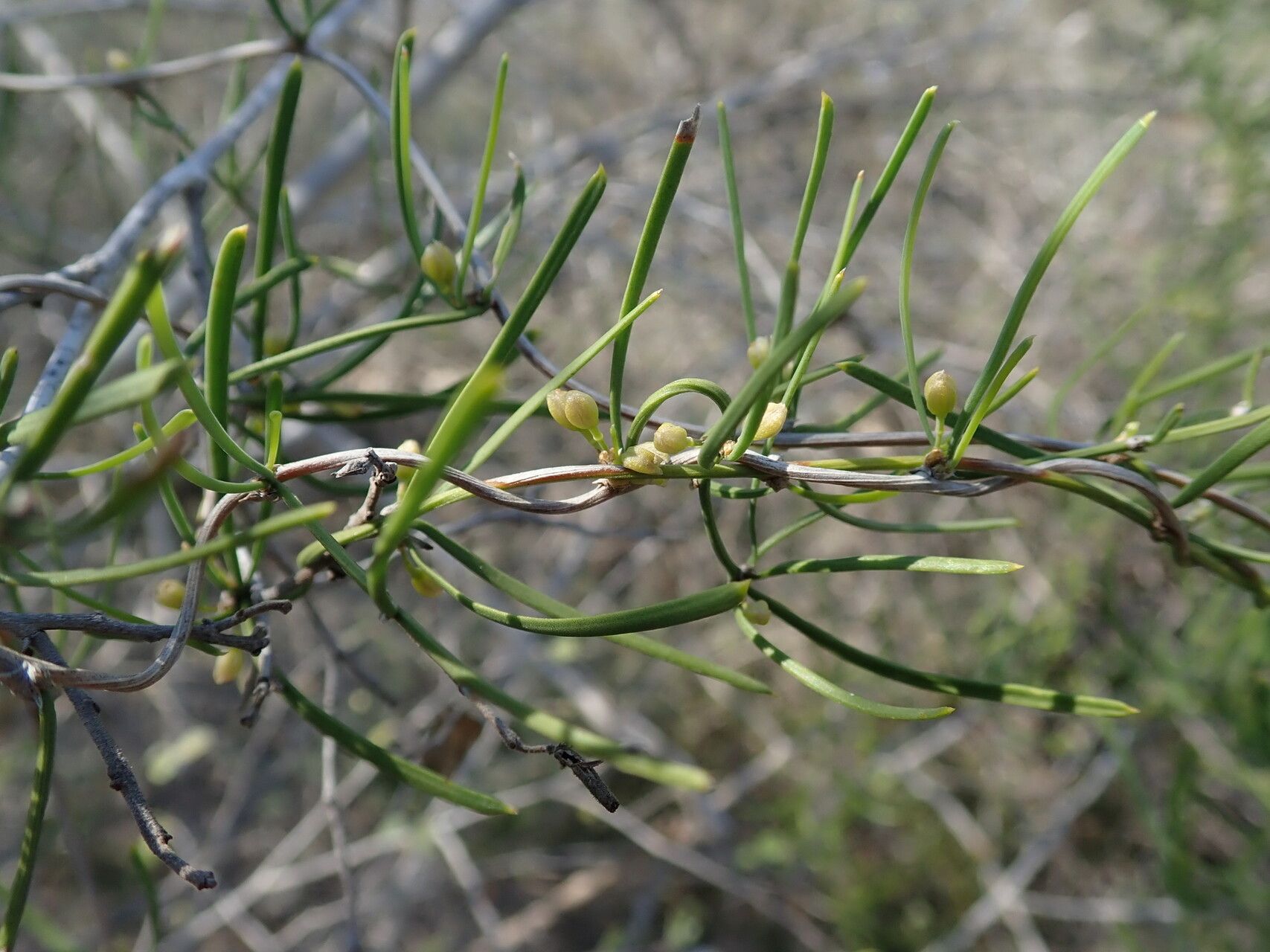 Asparagus calcicola — houseplant care guide