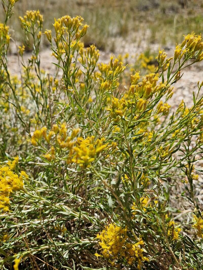 Chrysothamnus viscidiflorus habit