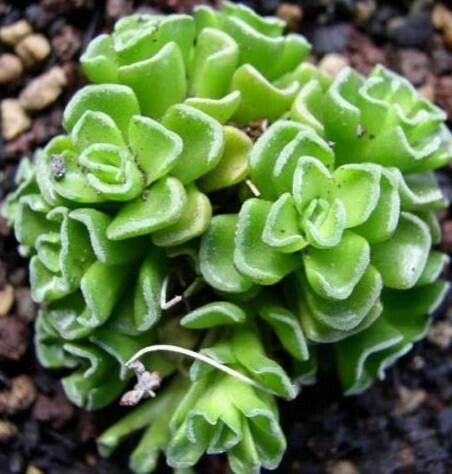 Crassula susannae — houseplant care guide