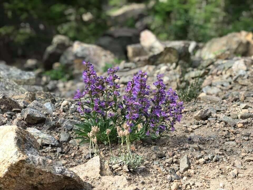 Penstemon angustifolius — search result for 'Penstemon'