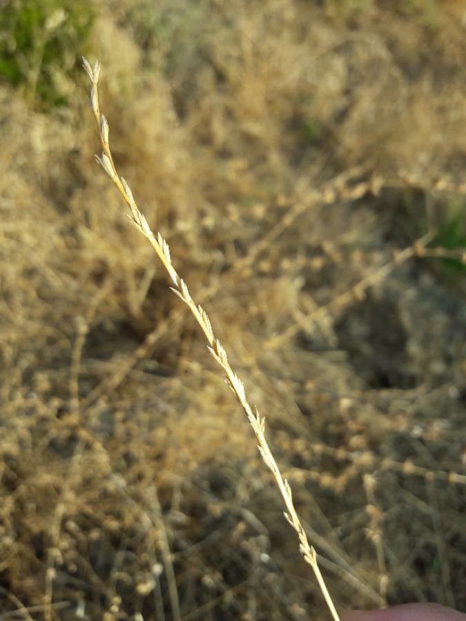 Lolium rigidum fruit