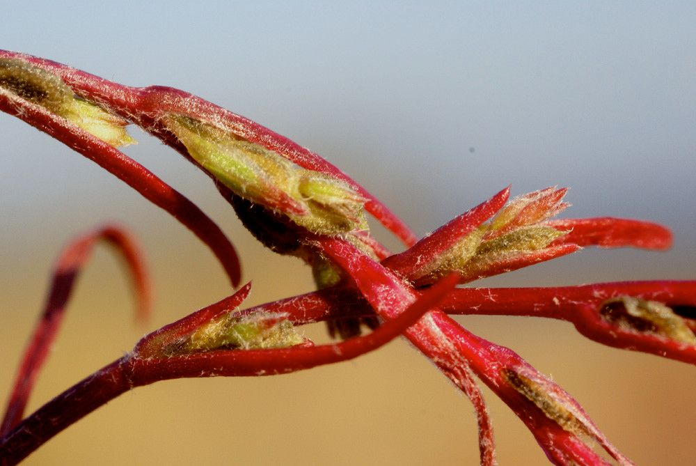 Corispermum gmelini fruit