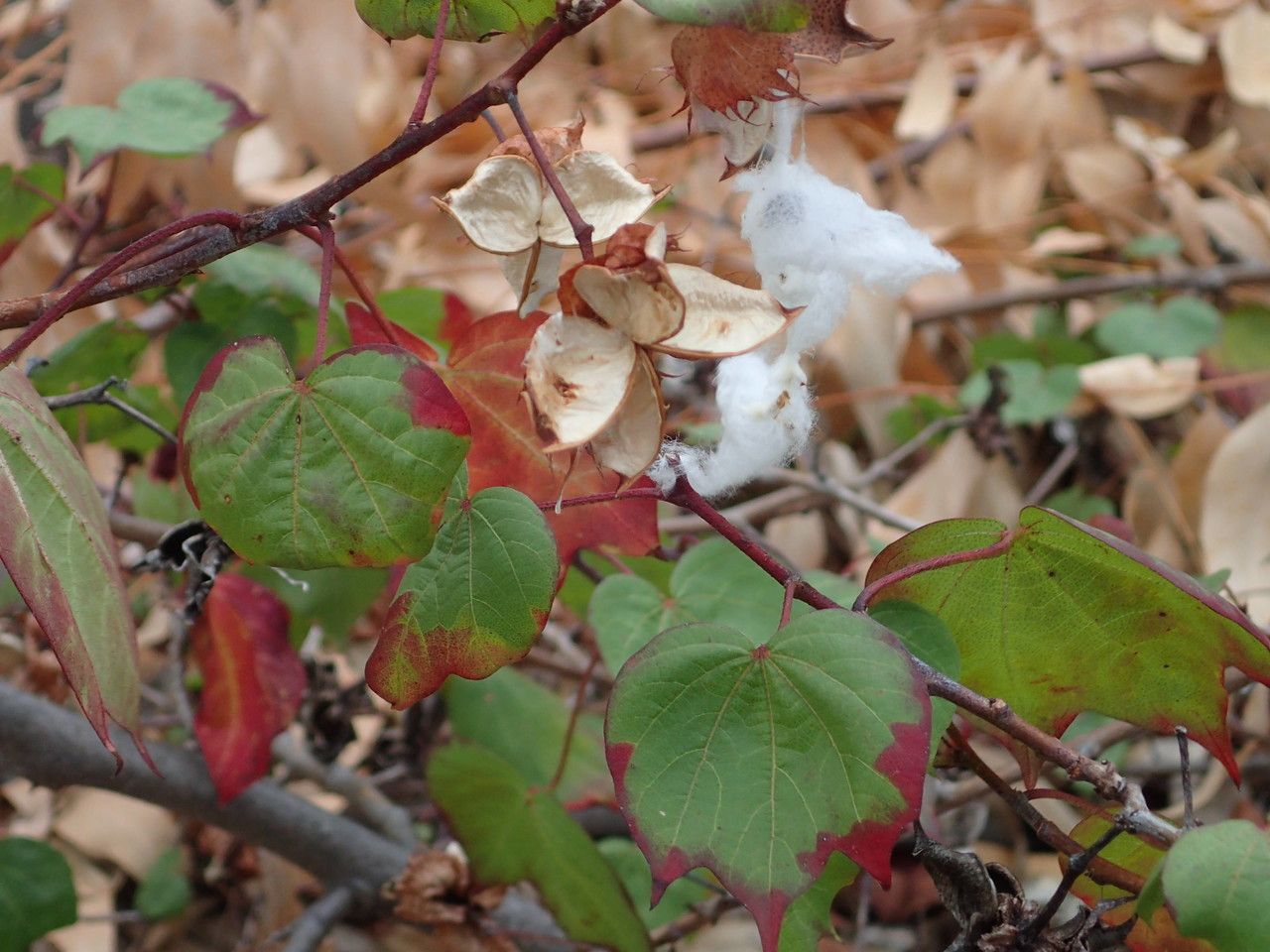 Gossypium sp.1 other