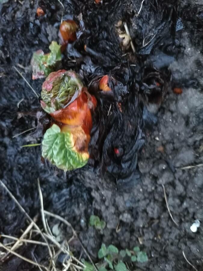 Rheum rhabarbarum fruit