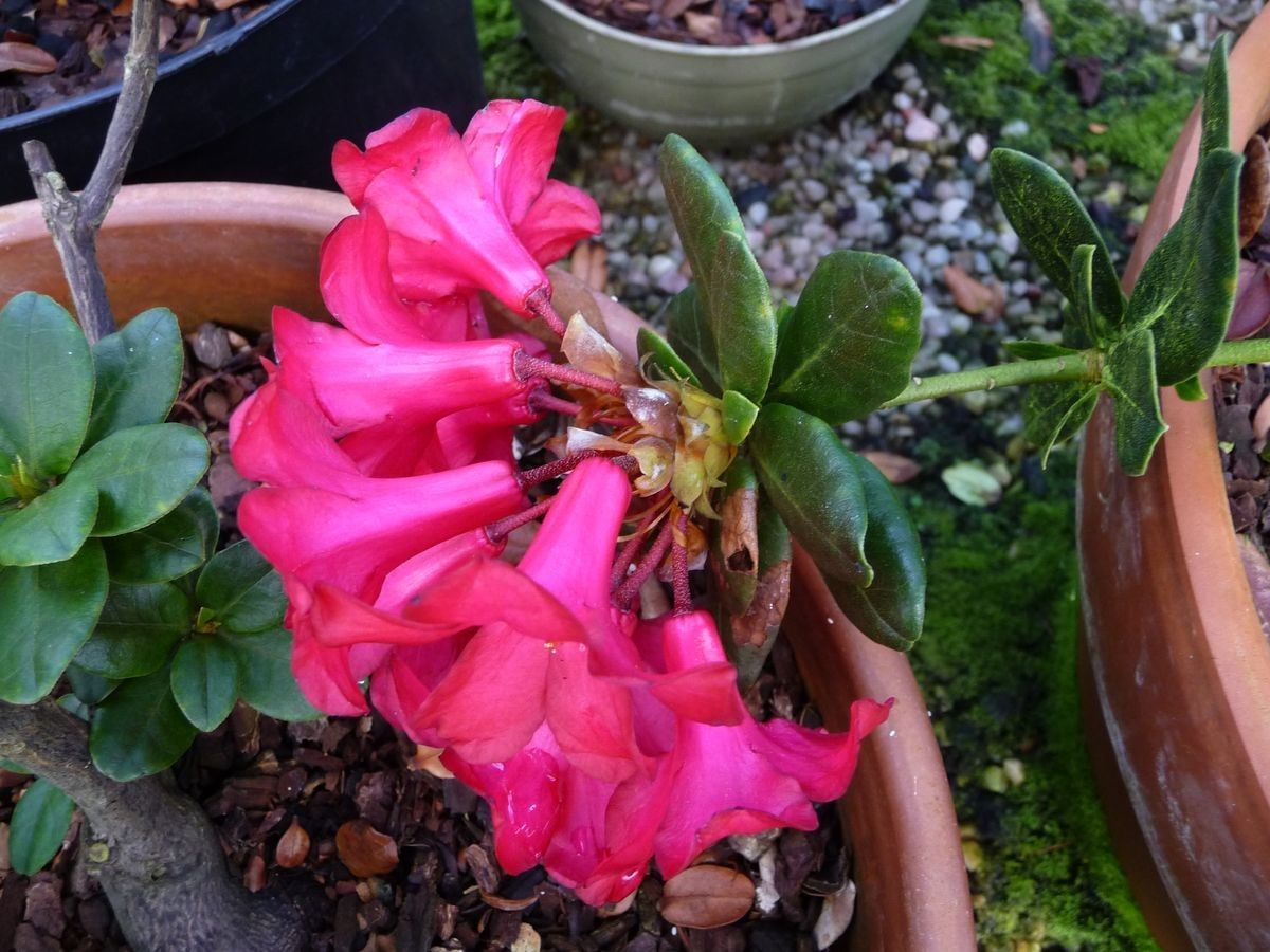 Rhododendron buxifolium flower