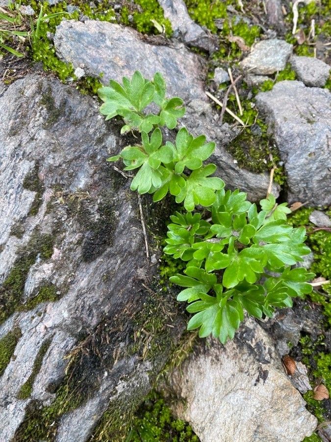 Ranunculus alpestris — houseplant care guide
